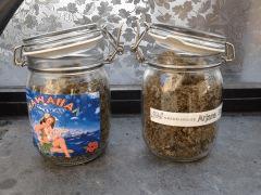 Hawaiian Snow & Arjan's Strawberry Haze en pot
