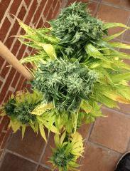 Arjan's Haze #1