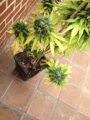 Arjan's Haze #1