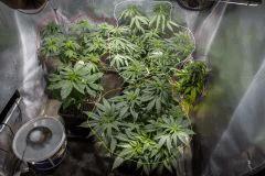 plant/plant