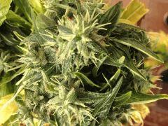 Arjan's Haze #1