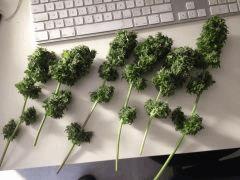 Arjan's Haze #1