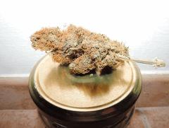 Bud curring Jamaika