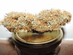 Bud curring Trizz