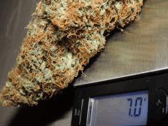 buds balance 5
