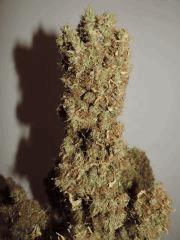 apex weedfi