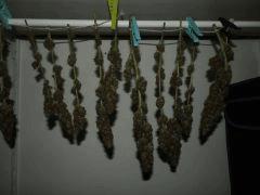 Trizz droite