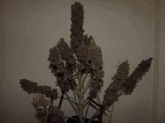 Weedfi