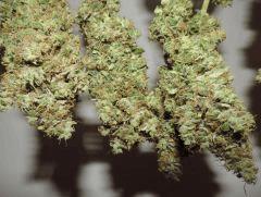Bud