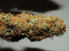 Trizz Bud