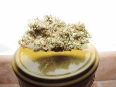 Bud curring miss white
