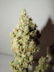 buds