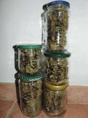 Miss white En curing