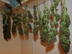 Bud pendu