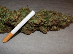 buds clop