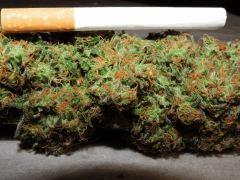 Bud clop