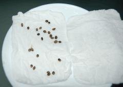 germtest5