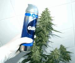 BIGMOBYD012