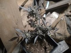 Micro pied de Chucky's Bride