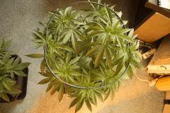 Blue Dream #1