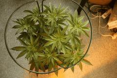 Blue Dream #3