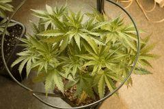 Blue Dream #2