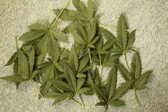 trim