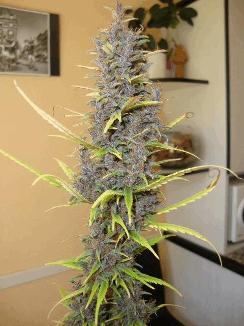 Col'jam kush