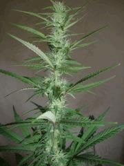 Col'Jam kush