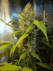 Santa kush
