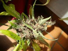 Santa kush