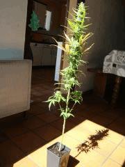 Col'Jam kush