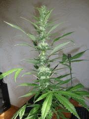 Col'Jam kush