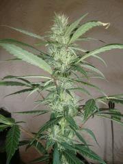 Santa kush