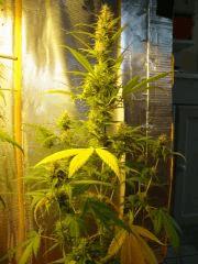Col'Jam kush
