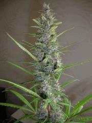Col'Jam kush