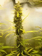 Col'Jam kush