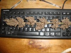 Santa kush