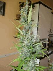 Col'Jam kush