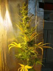 Col'Jam kush