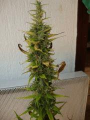 Col'jam kush