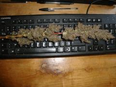 Col'jam kush