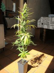 Col'Jam kush