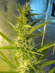 Col'Jam kush