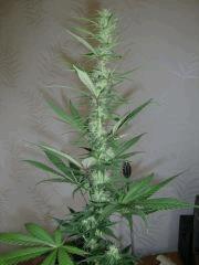 Col'Jam kush