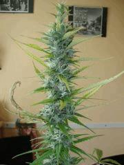 Col'Jam kush