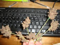 Santa kush