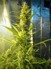 Col'Jam kush