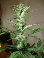 Col'Jam kush