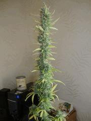 Col'jam kush